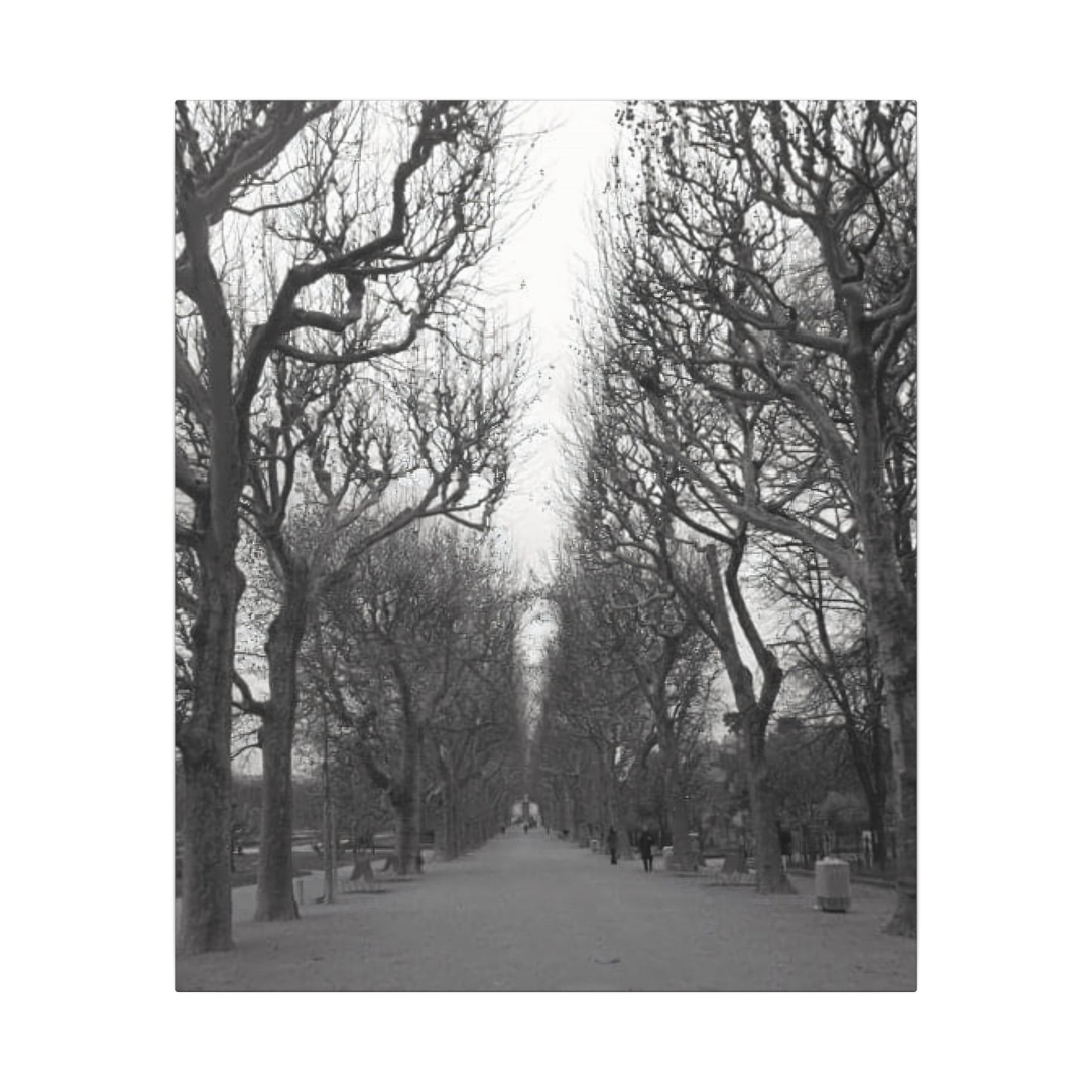 Paris Pathway Canvas Art Print - Black and White Tree Wall Print | Wall Art | Wall Print