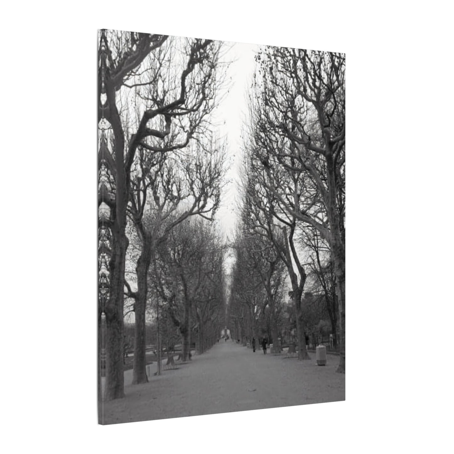 Paris Pathway Canvas Art Print - Black and White Tree Wall Print | Wall Art | Wall Print