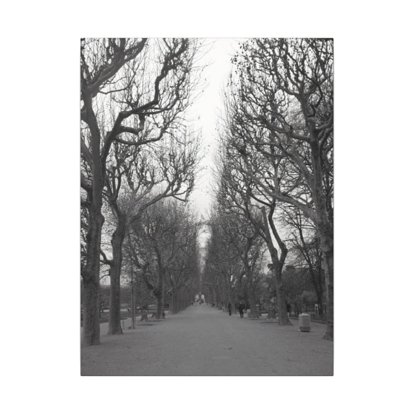 Paris Pathway Canvas Art Print - Black and White Tree Wall Print | Wall Art | Wall Print