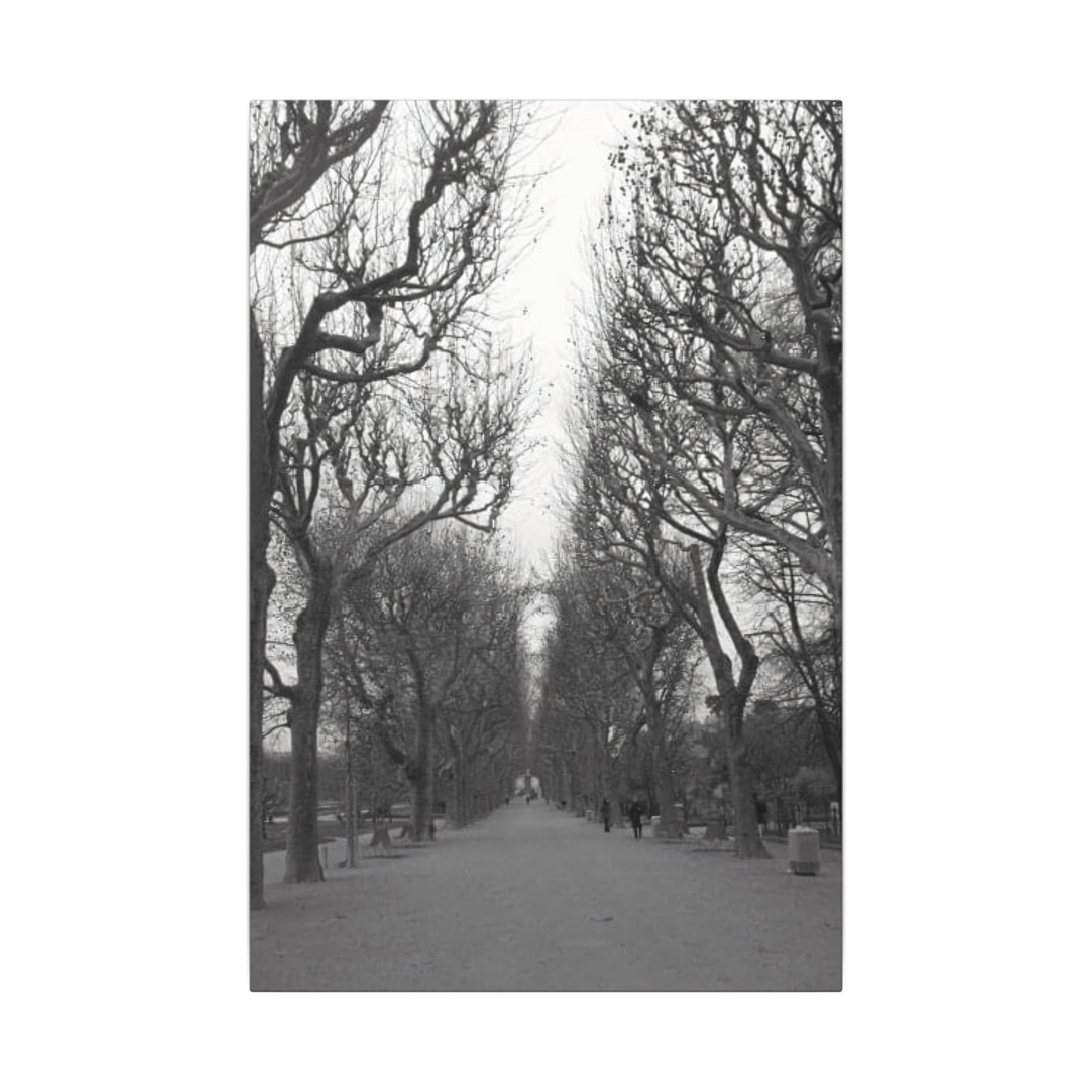 Paris Pathway Canvas Art Print - Black and White Tree Wall Print | Wall Art | Wall Print