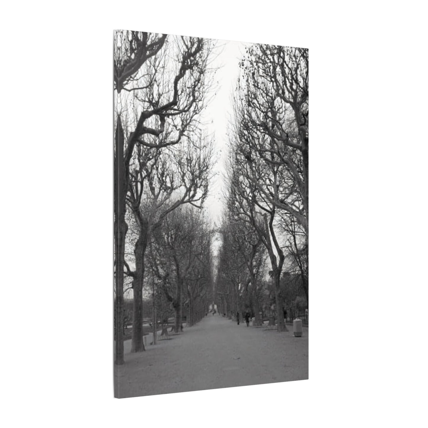 Paris Pathway Canvas Art Print - Black and White Tree Wall Print | Wall Art | Wall Print