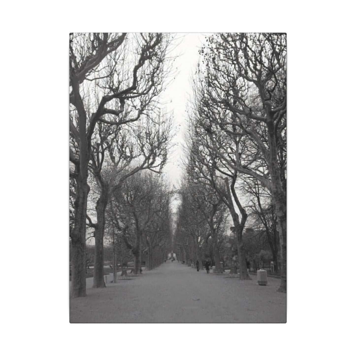 Paris Pathway Canvas Art - Black and White Tree on Canvas | Parisian Decor | Wall Print | Wall Art