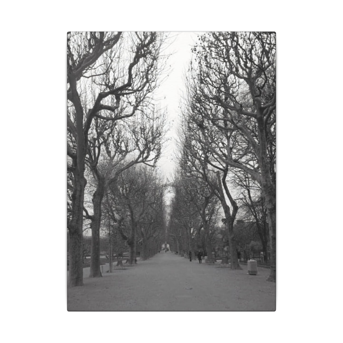 Paris Pathway Canvas Art Print - Black and White Tree Wall Print | Wall Art | Wall Print