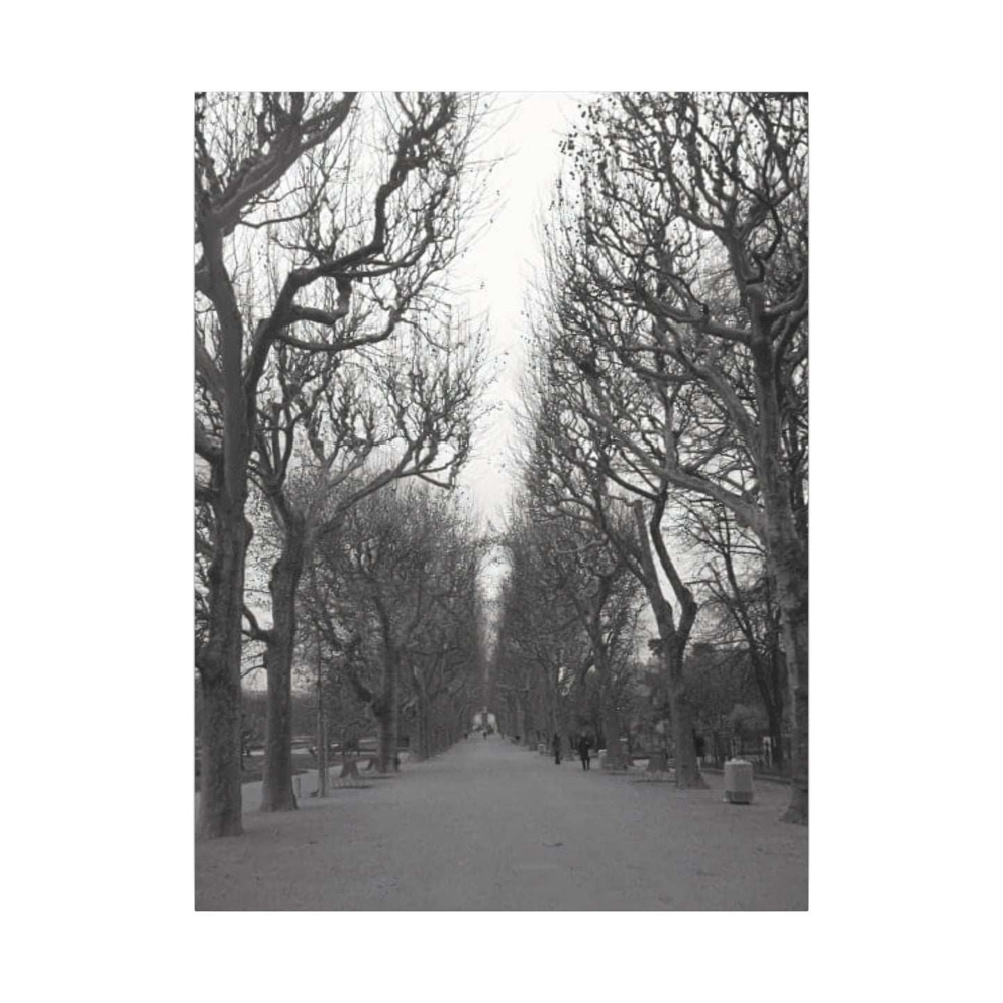 Paris Pathway Canvas Art Print - Black and White Tree Wall Print | Wall Art | Wall Print