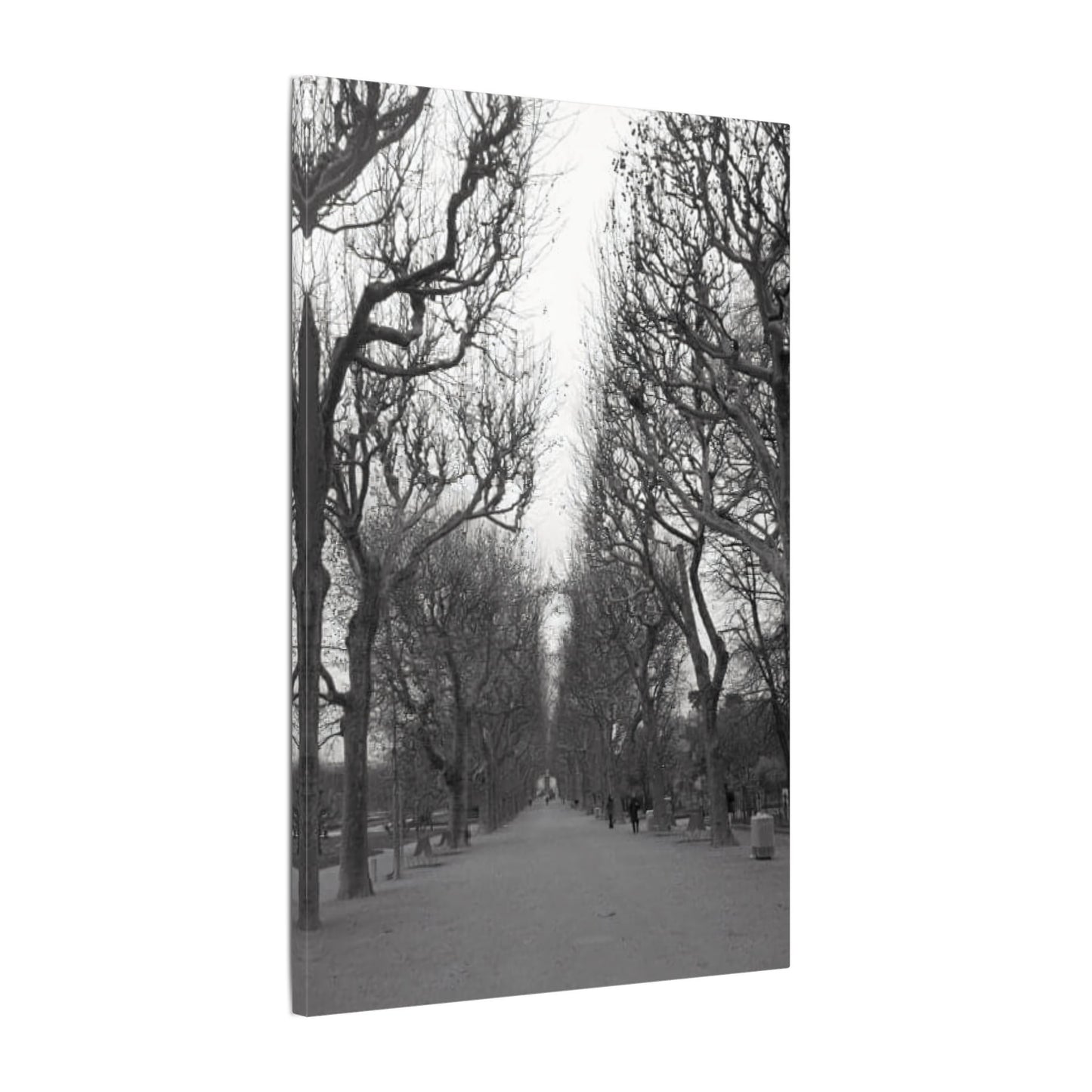 Paris Pathway Canvas Art Print - Black and White Tree Wall Print | Wall Art | Wall Print