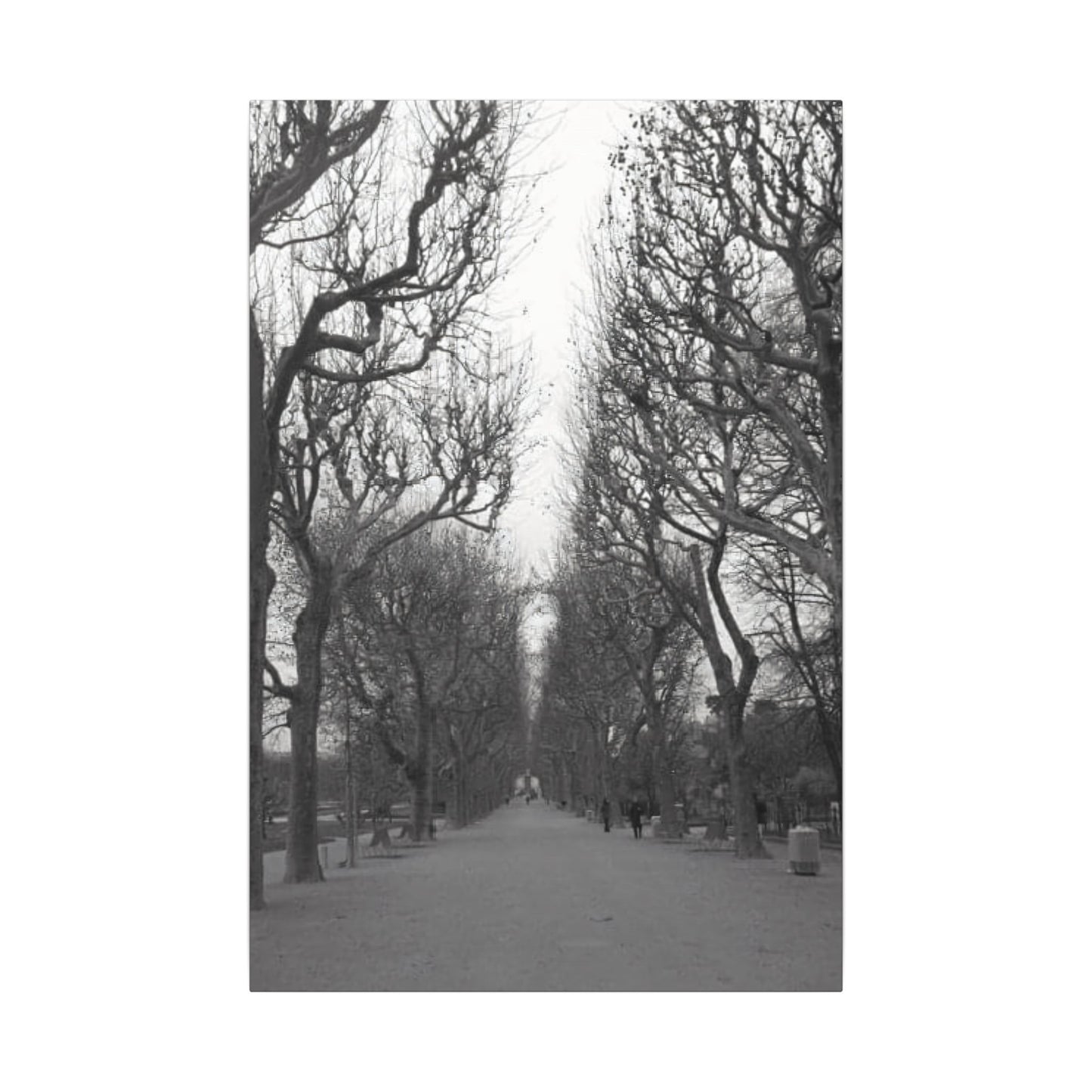 Paris Pathway Canvas Art Print - Black and White Tree Wall Print | Wall Art | Wall Print