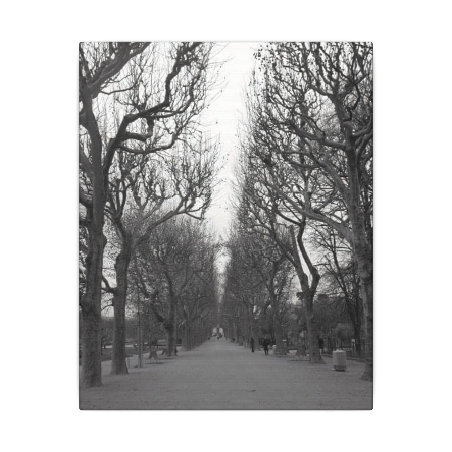 Paris Pathway Canvas Art Print - Black and White Tree Wall Print | Wall Art | Wall Print