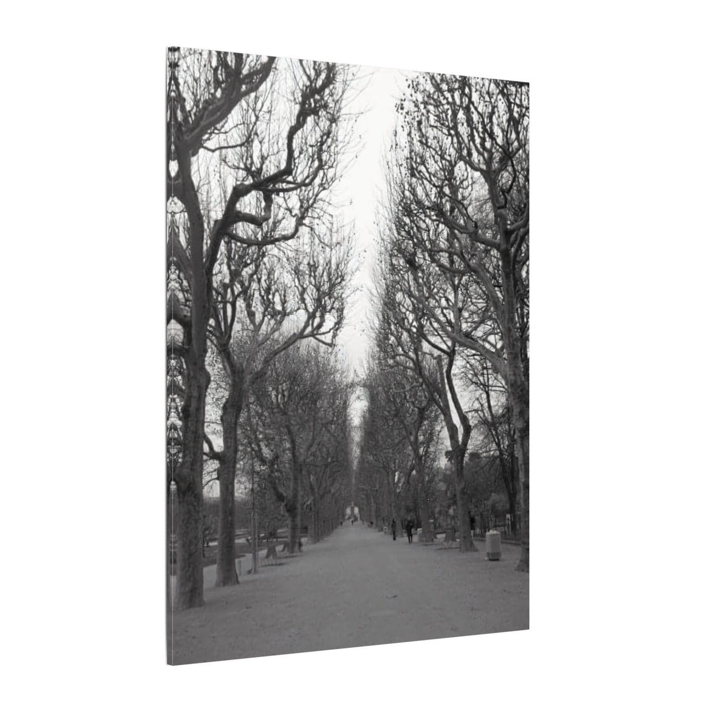 Paris Pathway Canvas Art  Print - Black and White Tree Wall Print | Wall Art | Wall Print