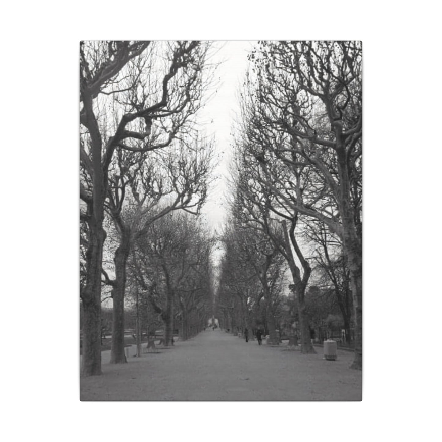 Paris Pathway Canvas Art  Print - Black and White Tree Wall Print | Wall Art | Wall Print
