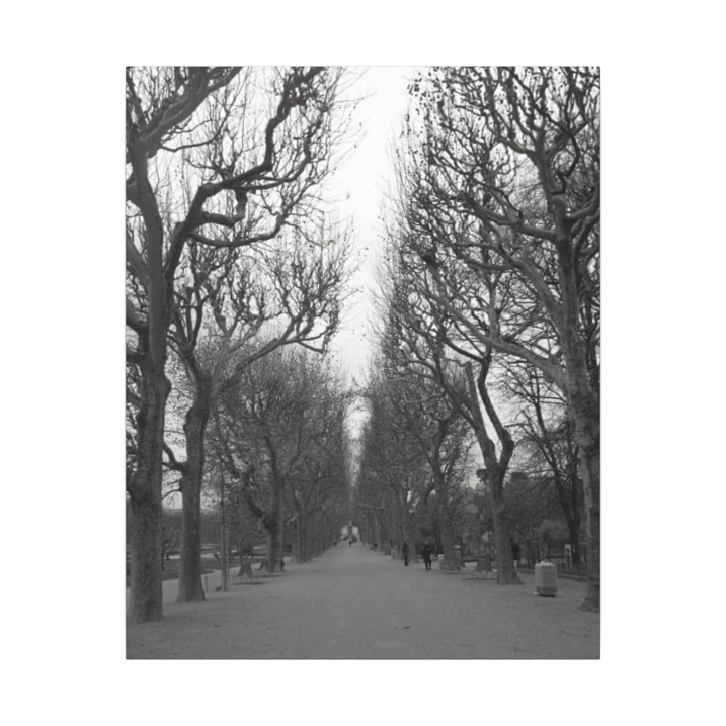 Paris Pathway Canvas Art  Print - Black and White Tree Wall Print | Wall Art | Wall Print