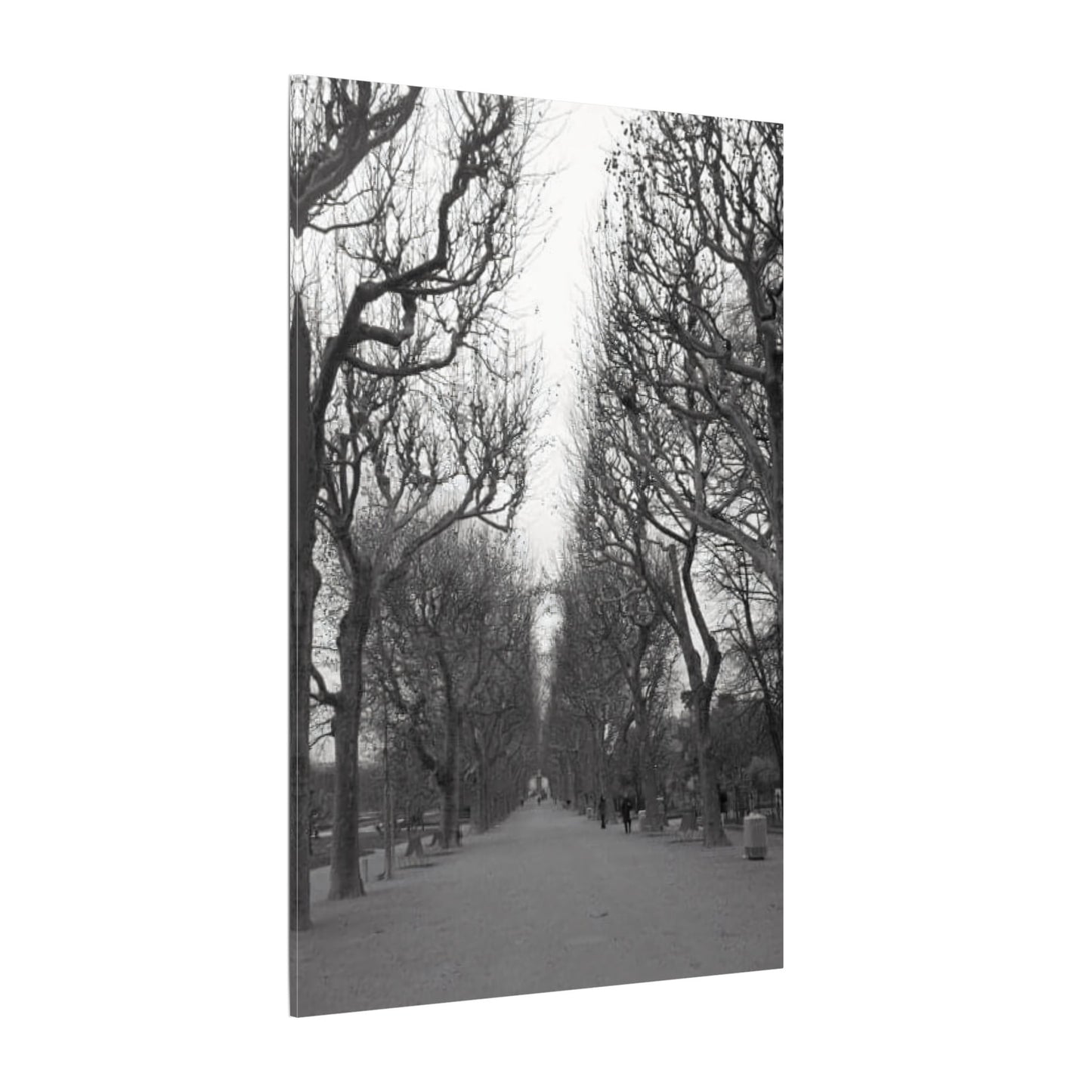 Paris Pathway Canvas Art  Print - Black and White Tree Wall Print | Wall Art | Wall Print